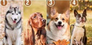 Koji pas prikazan na slici vam se najviše sviđa?