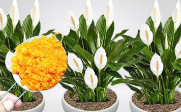 ODMAH JE PROCVJETALA! 1 kašičica za svaki kućni cvijet i bujno cvjetanje je zagarantovano!