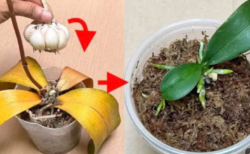 Bijeli luk na 0VAJ lak način 0življava sve uginule 0rhideje!