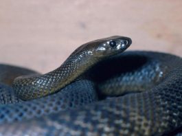 OVU ZMIJU SRBI ZOVU ČUVARKUĆA, IZLAZI SAMO U JEDNOM SLUČAJU: Zaledićete se kada čujete razlog njenog pojavljivanja