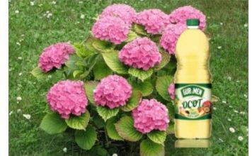 Hortenzije vole sirće i MLJEVENU kafu: Pratite ove savjete tokom sezone i imat ćete 10 puta više cvjetanja!