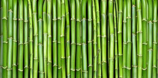 Obavezno ih unesite u svoj dom u Novoj godini: Ove tri magične biljke privlače ljubav, novac i sreću