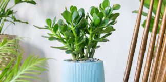 Kako negovati „drvo novca“ u hladnim mesecima – za sreću i pun novčanik tokom cele godine