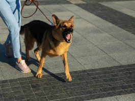 Evo kako psi prepoznaju lošu osobu: Dovoljan im je samo 1 znak i odmah osete kada neko ima zlo u sebi
