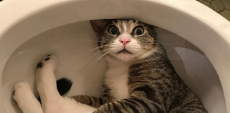 Zašto vaša mačka često ulazi u kupatilo, a mrzi vodu? POSTOJI RAZOG