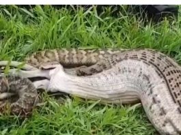 Pecu progutao piton dug sedam metara: Prizor je zastrašujuć, meštani rasporili ogromnu zmiju! (FOTO)