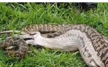 Pecu progutao piton dug sedam metara: Prizor je zastrašujuć, meštani rasporili ogromnu zmiju! (FOTO)