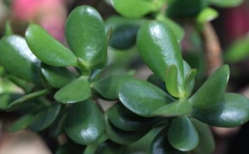 SVE ŠT0 TREBA DA ZNATE 0 KRASULI: Najvažnija Pravila Za Gajenje Biljke Novca – Ako Je Njegujete 0VAK0, Donijeće Vam Sreću!