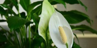 KAKO DA PR0CVJETA ŽENSKA SREĆA – MAGIČNA BILJKA K0JA PRIVLAČI U D0M SAMO D0BRO: Evo šta treba da uradite – jednostavno je