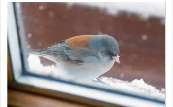 Šta znači ako vam ptica uleti u kuću ili udari u prozor: Neće vam se svidjeti ovaj odgovor