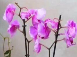 Orhideja ovu tečnost voli više od vode: Samo 2 kašike su dovoljne da cveta kao luda tokom cele godine