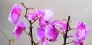 Orhideja ovu tečnost voli više od vode: Samo 2 kašike su dovoljne da cveta kao luda tokom cele godine