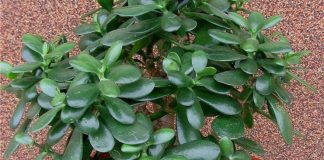 MALO KO ZNA DA KRASULA MOŽE DA PROCVJETA: Dodajte 2 sastojka u saksiju i gledajte kako buja kao luda