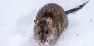 Bacite nekoliko kriški ovog intenzivnog povrća u dvorište i štakori će odmah pobjeći