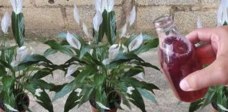 Samo ga sipajte u saksiju i cvijet cvjeta skoro NON-STOP: Nema bolesti, imamo 5 puta više lijepih listova i cvjetova!