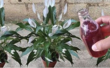 Samo ga sipajte u saksiju i cvijet cvjeta skoro NON-STOP: Nema bolesti, imamo 5 puta više lijepih listova i cvjetova!