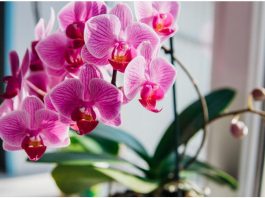 Sipajte samo jednom! Najslabija orhideja momentalno postaje jaka i cvjeta cijelu godinu…..FOTO