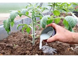 Vrtlari, ovo je ono čime treba hraniti PARADAJZE nakon sadnje: Sipajte ovo na rasadima i imaće više plodova nego listova!