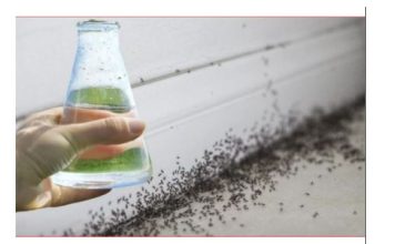 Sa samo jednom kapljicom, možete učiniti da mravi trenutno nestanu – nevjerojatno učinkovit trik za vaš dom!