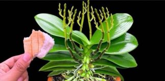 Stavite 1 komad ispod orhideje! Odjednom izraste 100 grana i cvjeta cijele godine