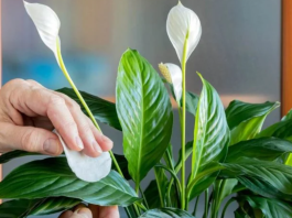 Najbolja domaća prihrana za biljke: Samo 2 sastojka i bujaće kao pomahnitale, a cvjetovi ljepši