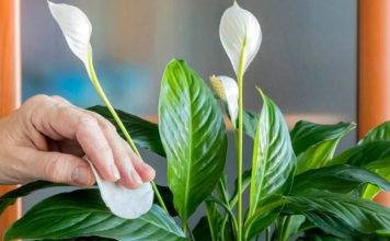 Najbolja domaća prihrana za biljke: Samo 2 sastojka i bujaće kao pomahnitale, a cvjetovi ljepši