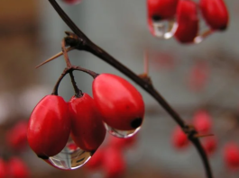 Nema ko ne voli čaj od šipka, ali malo ko zna da ga napravi pravilno: Ova stvar mu briše vitamine