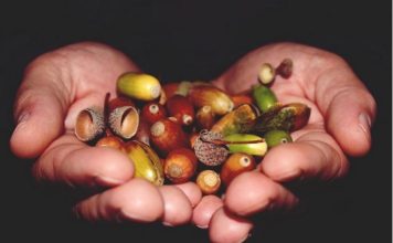 ISPRAVKA VIJESTI: Bolesti štitnjače se ne mogu izliječiti sa kuhanim žirom…