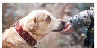 EVO ZAŠTO PSI LAJU NA SAMO ODREĐENE LJUDE: Konačno otkriven razlog, VIDE NEŠTO ŠTO LJUDI NE MOGU