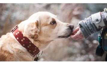 EVO ZAŠTO PSI LAJU NA SAMO ODREĐENE LJUDE: Konačno otkriven razlog, VIDE NEŠTO ŠTO LJUDI NE MOGU
