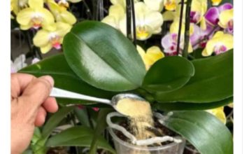 1 kašičica direktno u saksiju i 0RHIDEJA cvjeta skoro N0N-ST0P: Nema plijesni, bolesti i imam 5 puta više cvjetova!