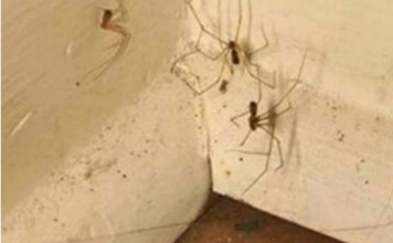 PAUKOVI NE PODNOSE MIRIS JEDNE BILJKE: Nabavite je i nećete ih više vidjeti u kući