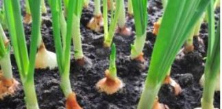 Pri sadnji luka uvijek dodajem OVO, zato su glavice uvijek krupne..