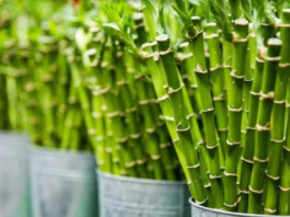 0bavezno ih unesite u svoj dom : 0ve tri magične biljke privlače ljubav, novac i sreću