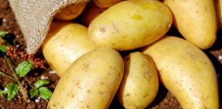 Kako izgleda krompir pun hemije: Na ovaj dio morate obratiti pažnju