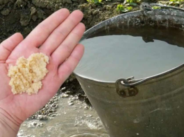 Kad uvodu dodam OVO, sve biljke bukte kao požar: Tajna obilne žetve, paradajza, krastavci i prekrasne sobne biljke!