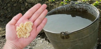 Kad uvodu dodam OVO, sve biljke bukte kao požar: Tajna obilne žetve, paradajza, krastavci i prekrasne sobne biljke!