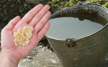 Kad uvodu dodam OVO, sve biljke bukte kao požar: Tajna obilne žetve, paradajza, krastavci i prekrasne sobne biljke!