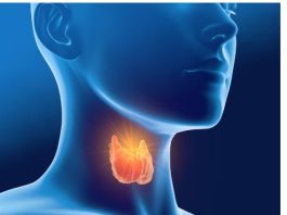 Sve dolazi od vaše štitne žlijezde – hormona, suviše mršavosti ili gojaznosti: evo kako da to izliječite sami