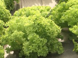 Evo šta sve sadrži jedna zelena salata! Srbi vole da je jedu, ali 1 stvar u njoj je opasna