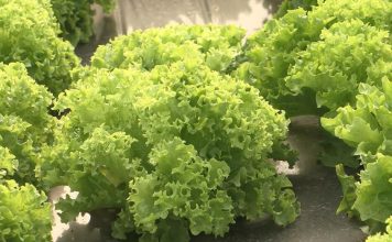 Evo šta sve sadrži jedna zelena salata! Srbi vole da je jedu, ali 1 stvar u njoj je opasna