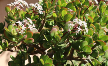 Krasula će rasti icvjetati kao luda: 2 sastojka iz kuhinje pomiješajte i sipajte ih u saksiju