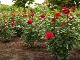 U zemlju oko ruža zakopajte 1 jeftinu namirnicu: Cvjetat će kao lude sve do kasne jeseni