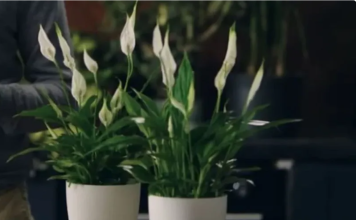 Čuvate li pravilno mirnog ljiljana? Ovo su mjesta gdje treba stajati ovaj cvijet