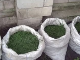 NIKADA ne bacajte pokošenu travu: EVO ZAŠTO i svaki baštovan to treba da zna!