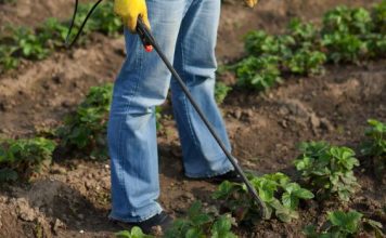 Ovaj SEOSKI TRIK ubija krompirove zlatice bolje od hemikalija : Samo to učinite i prestanite je tražiti na krompiru!