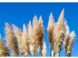 Svi su ludi za pampas travom: ALI OVA ATRAKTIVNA BILJKA JE OPASNA