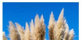 Svi su ludi za pampas travom: ALI OVA ATRAKTIVNA BILJKA JE OPASNA