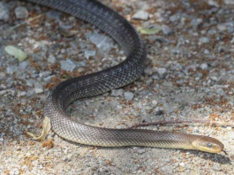 Izbacite odmah ovo izdvorišta, privlači zmije kao magnet: OVO MORATE ZNATI