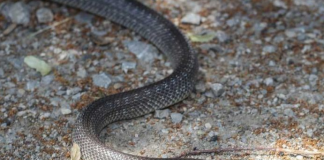 Izbacite odmah ovo izdvorišta, privlači zmije kao magnet: OVO MORATE ZNATI